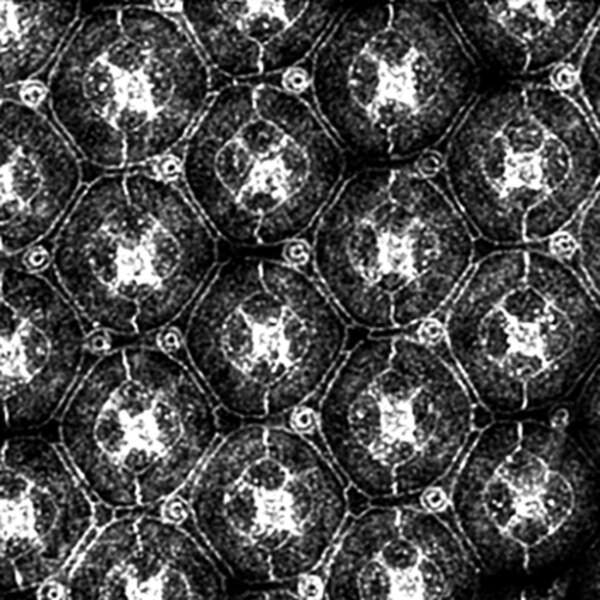 Confocal microscope image of a Drosophila pupal eyes labeled with DSHB antibody DCAT-1. PMID: 37997920, Fig. 2C.